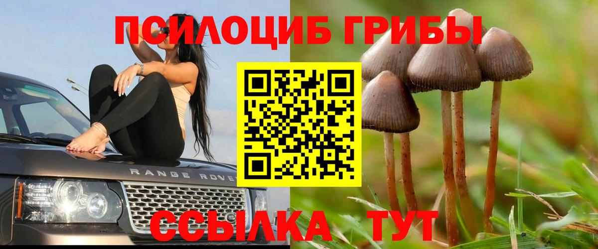 Армавир  Галлюциногенные грибы Psilocybine cubensis  Вход с VPN 